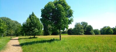 Symbolbild Stadtpark